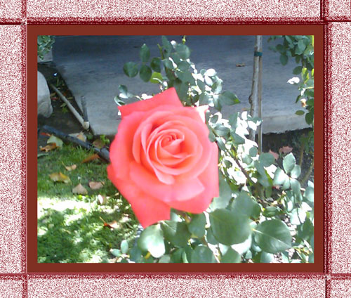 rose_peach3 rose_peach3