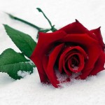 red_rose red_rose