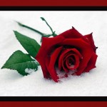red_rose2 red_rose2